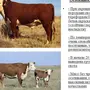 Породы коров с названиями