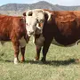 Порода Коров Герефорд