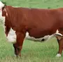 Порода коров герефорд
