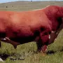 Порода коров герефорд