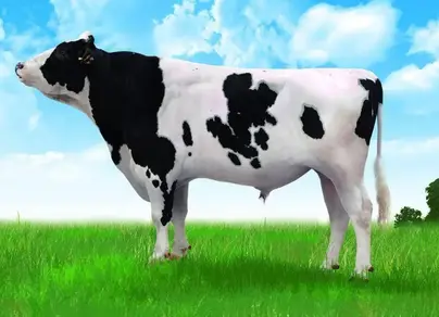 Голштинская порода коров