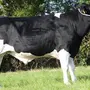 Голштинская Порода Коров