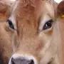 Джерси корова