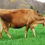 Джерси корова