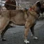 Собака Гампр