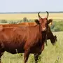 Калмыцкая порода коров