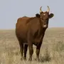 Калмыцкая Порода Коров