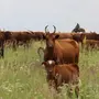 Калмыцкая порода коров