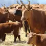 Калмыцкая Порода Коров
