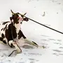 Корова на льду картинки