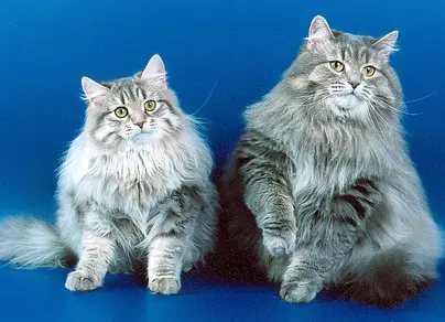 Порода кошек сибирская