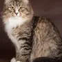 Порода кошек сибирская