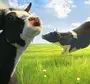 Корова смешная картинка