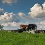 Коровы На Лугу В Деревне