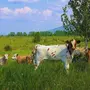 Коровы на лугу в деревне