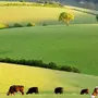 Коровы на лугу в деревне