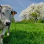Коровы На Лугу В Деревне