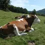 Монбельярдская порода коров