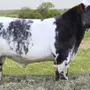 Монбельярдская порода коров