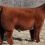 Плюшевая корова