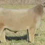 Плюшевая Корова