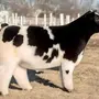 Плюшевая корова