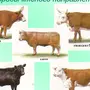 Разновидность быков название