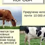 Породы Коров