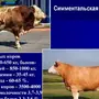 Породы Коров