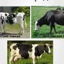 Молочные коровы