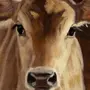Рисунок к рассказу корова платонова