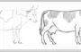 Картинки для срисовки легкие для детей корова