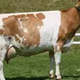Мини Коровы