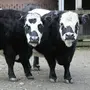 Мини Коровы