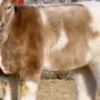 Мини коровы