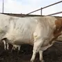 Симментальская порода коров