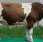 Симментальская Порода Коров