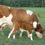 Симментальская Порода Коров