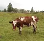 Айрширская Порода Коров