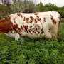 Айрширская Порода Коров