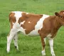 Айрширская порода коров