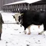 Ярославская Порода Коров