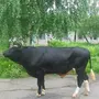 Ярославская порода коров