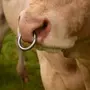 Бык с кольцом в носу