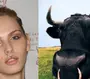 Категория Коровы