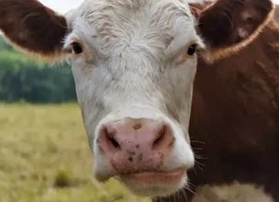 Глаза коровы