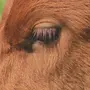 Глаза Коровы