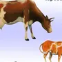 Корова Детская Картинка