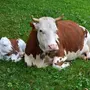 Картинка корова с теленком