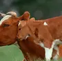 Картинка корова с теленком